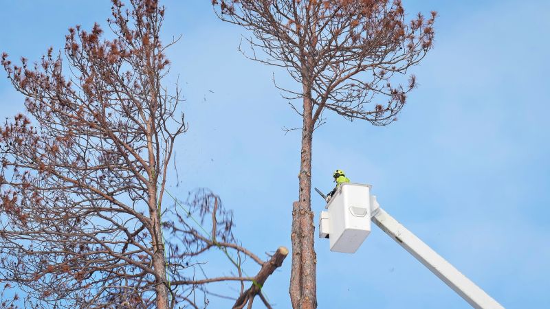 Tree Trimming Service