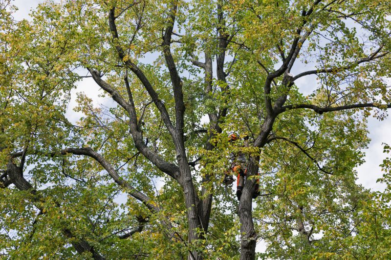 Canopy Pruning in Doylestown, PA