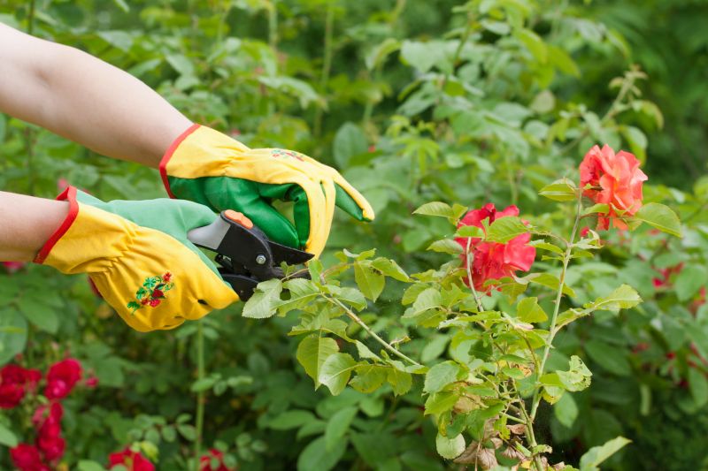Bush Pruning in Aiken, SC