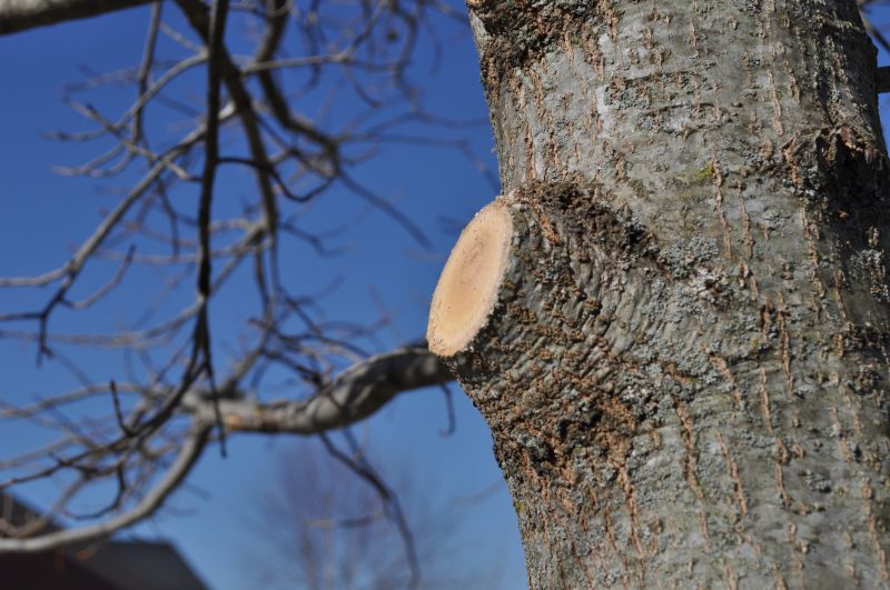 Cedar Tree Trimming in Allentown, PA
