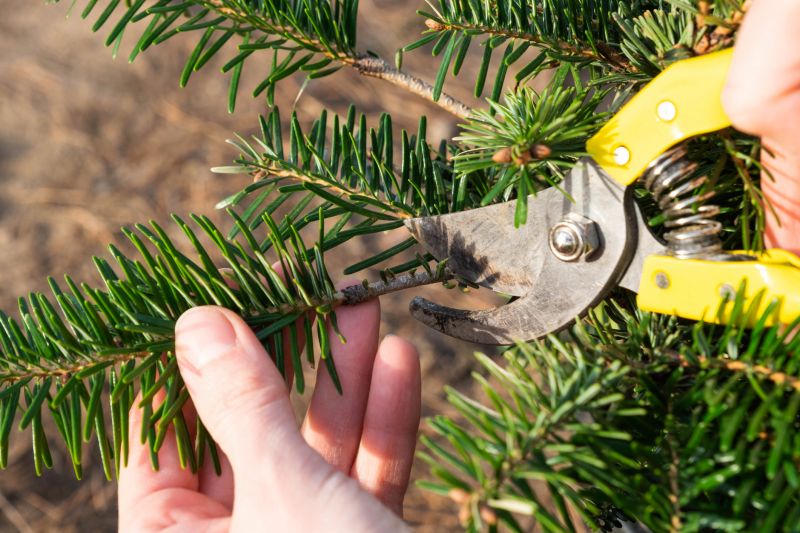 Pine Tree Trimming in San Jose, CA