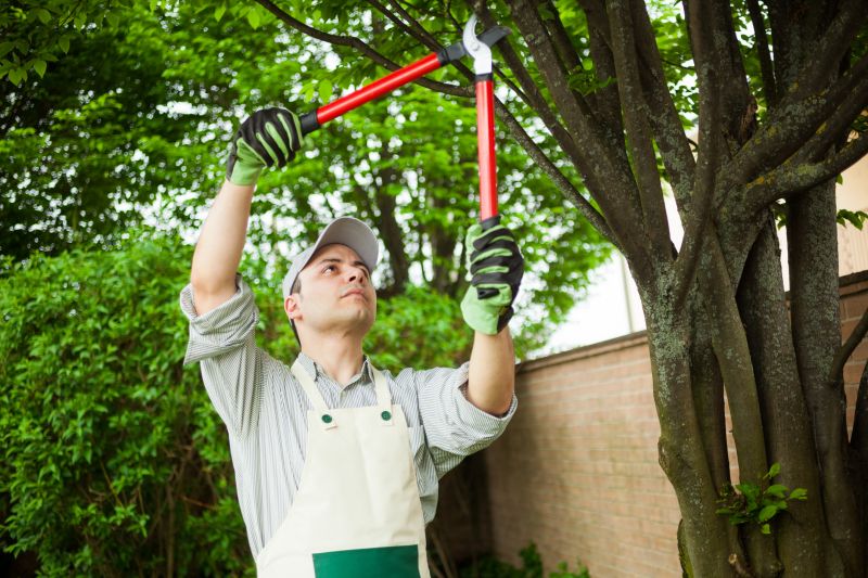 Tree Limbs Removal in Doylestown, PA