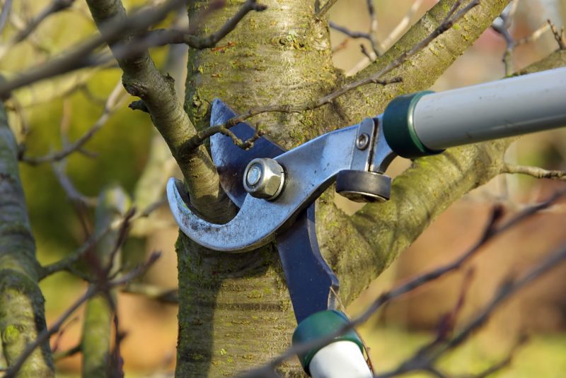 Tree Maintenance Service in Pottstown, PA